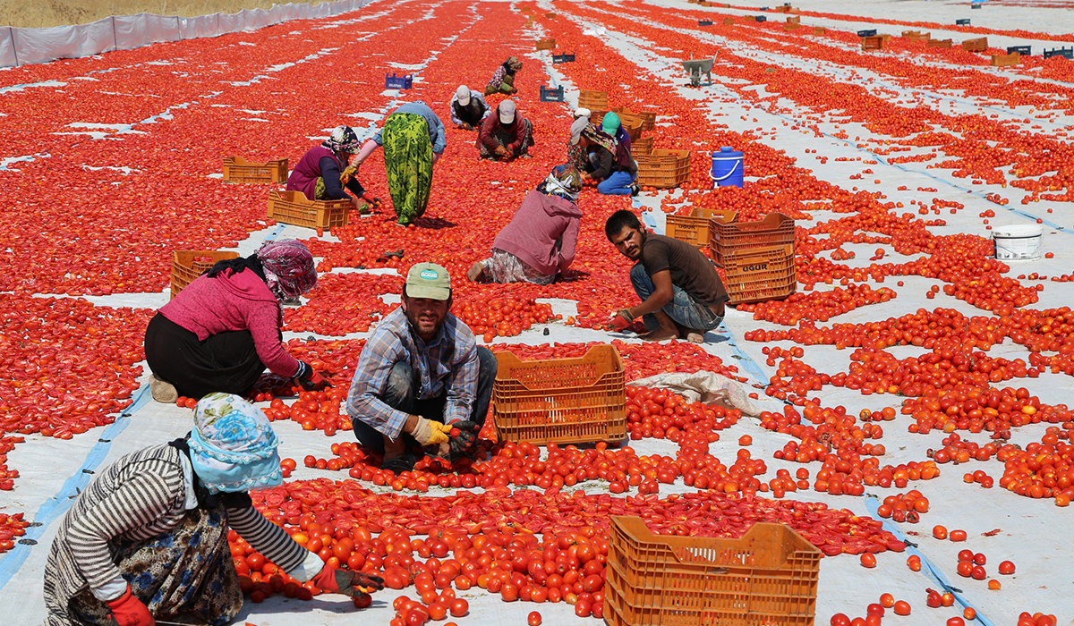 Dersim’den Avrupa'ya kuru domates ihracatı