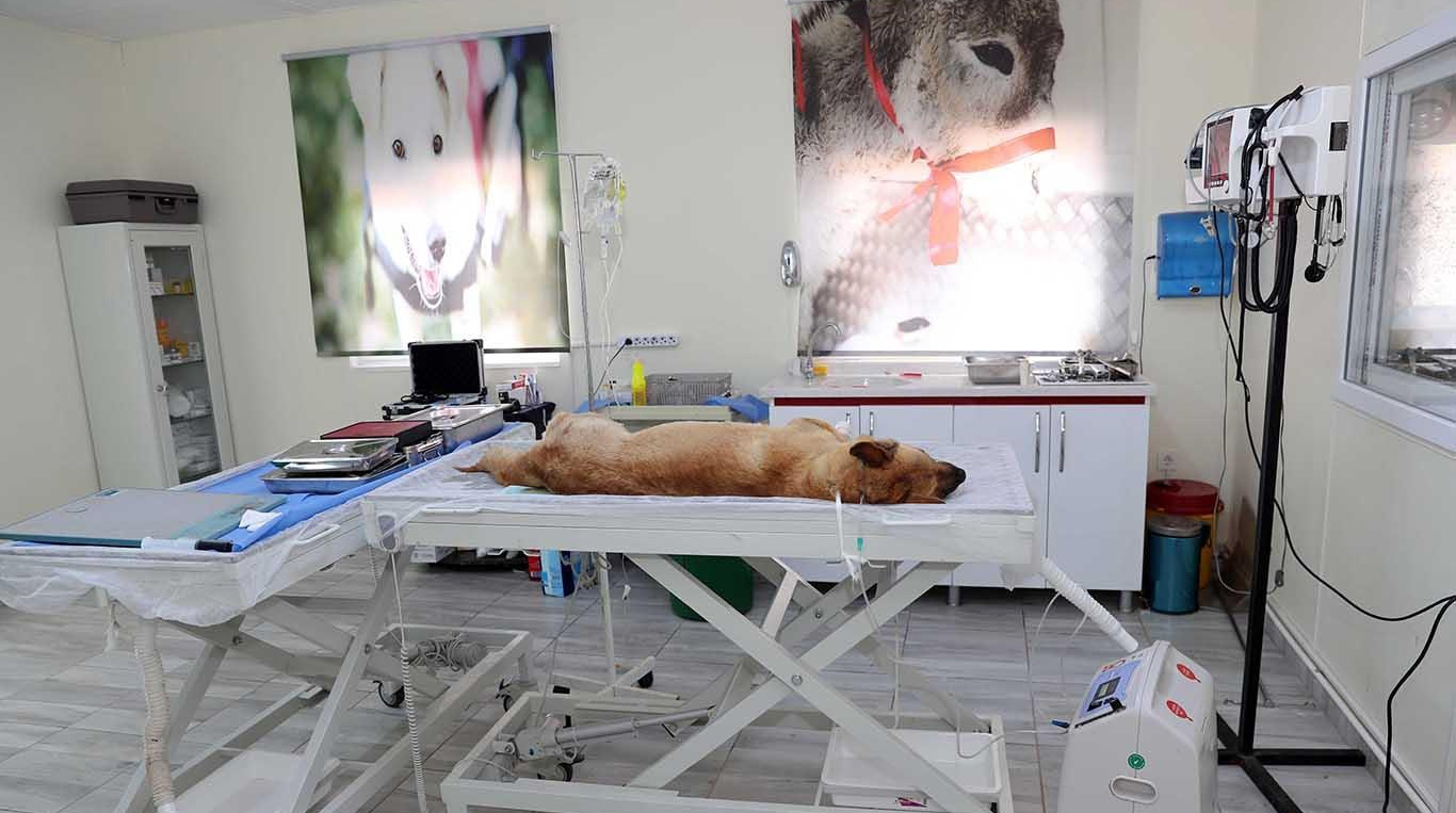 Mardin'de 150 hayvan ameliyat edildi