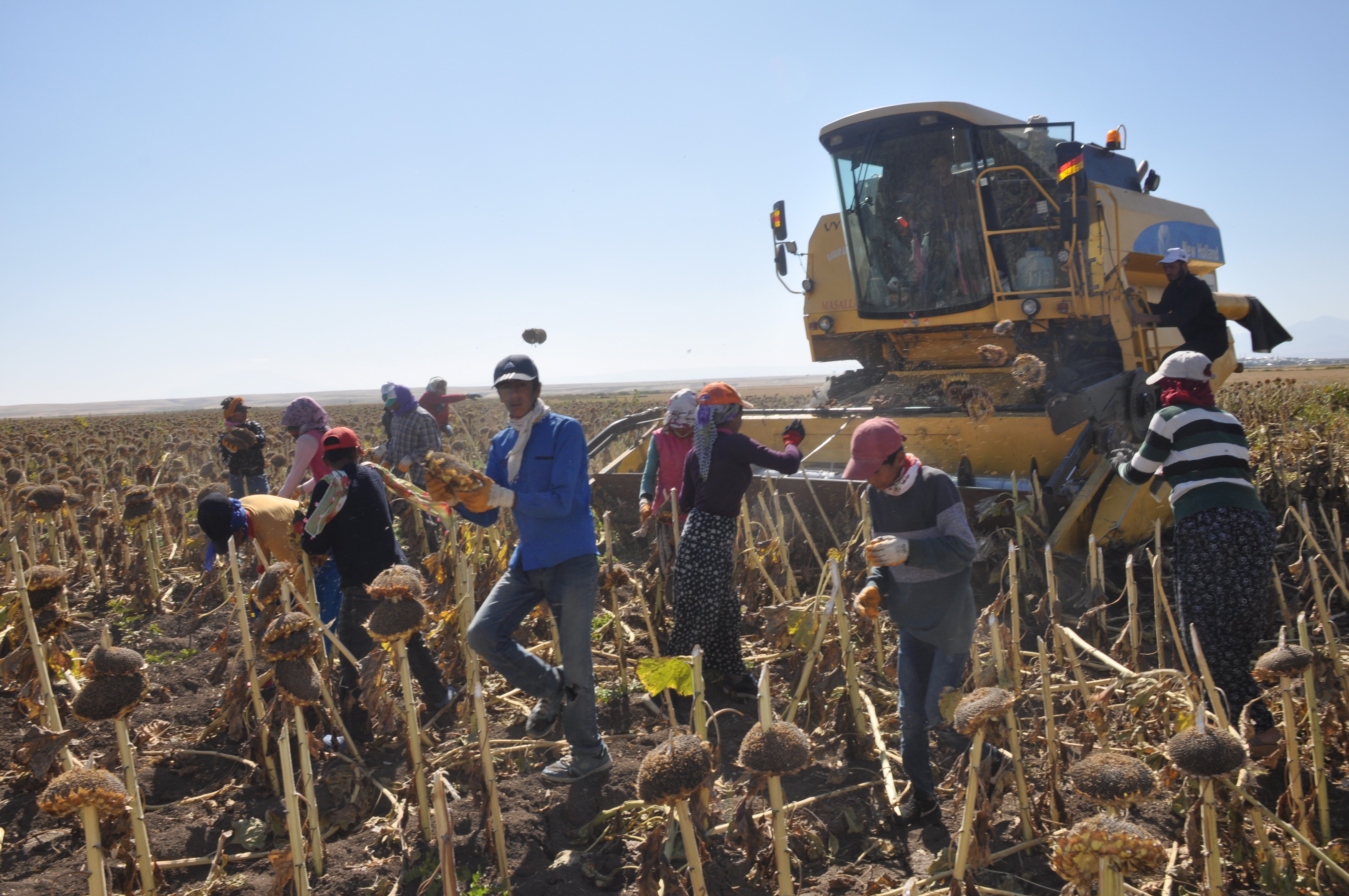 Muş’ta ayçiçeği hasadı
