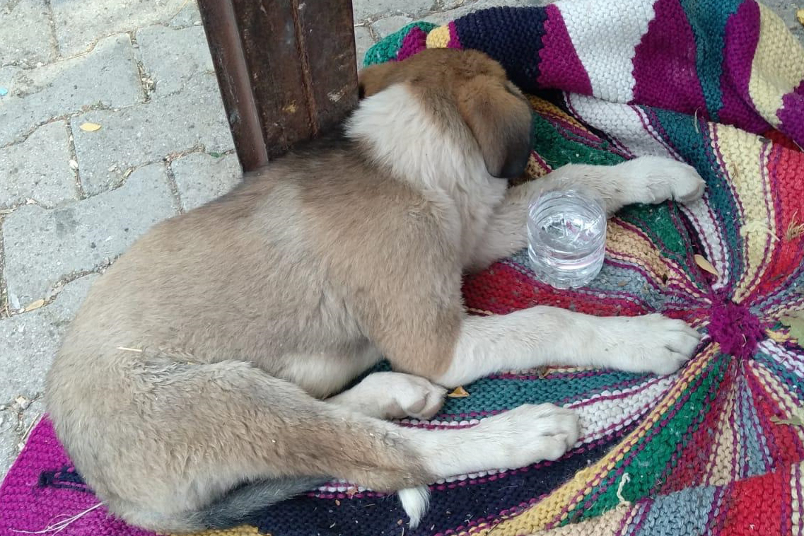 Öğretmenler yaralı köpek için seferber oldu