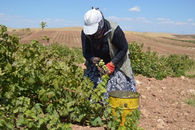 Ergani'de üzüm hasadı başladı