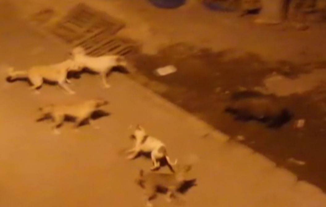 Tunceli'de domuz ve köpeklerin yiyecek kavgası
