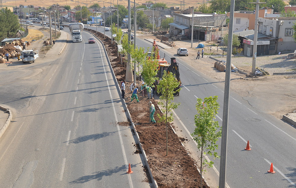 Büyükşehir kent girişlerini ağaçlandırıyor