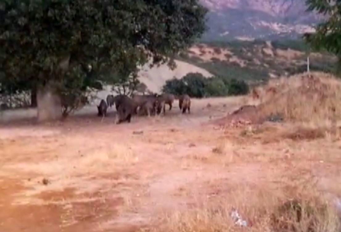 Tunceli’de yaban domuzları görüntülendi