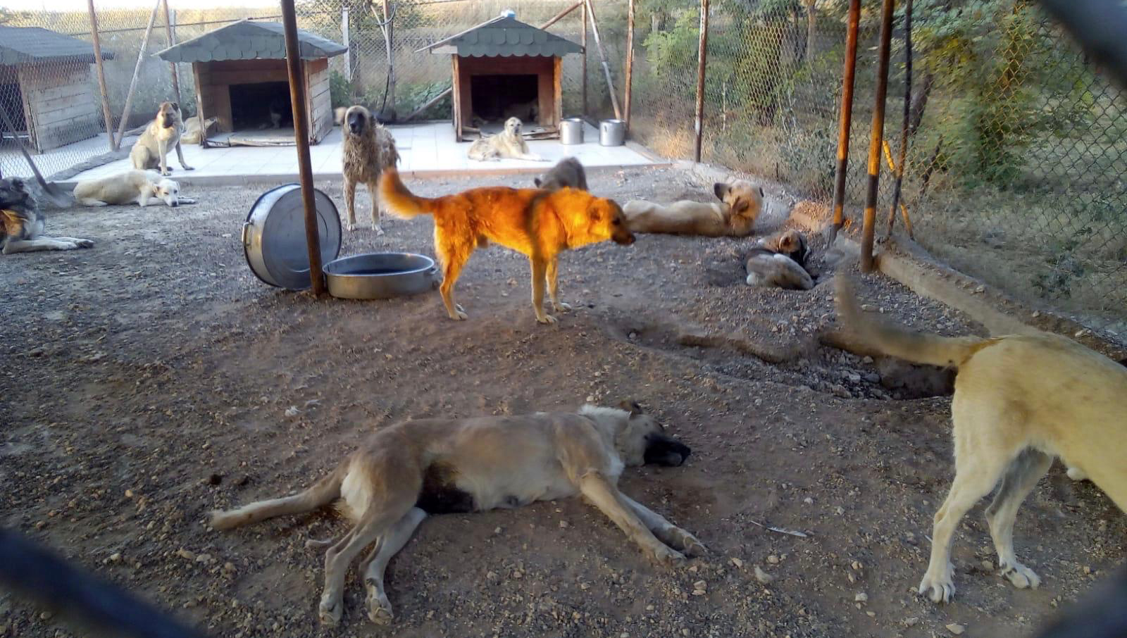 VİDEO- ‘Avrupa’ya götürdüğüm köpekler çok mutlu’