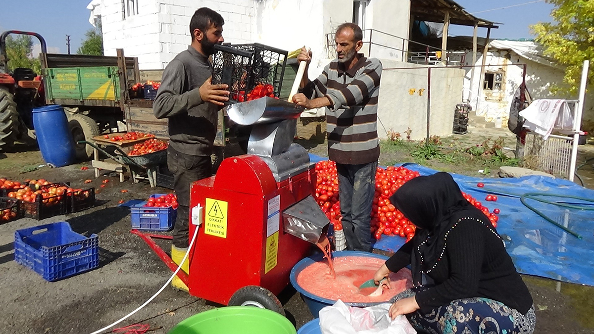 Muş’ta bir çiftçinin 70 ton domatesi elinde kaldı!