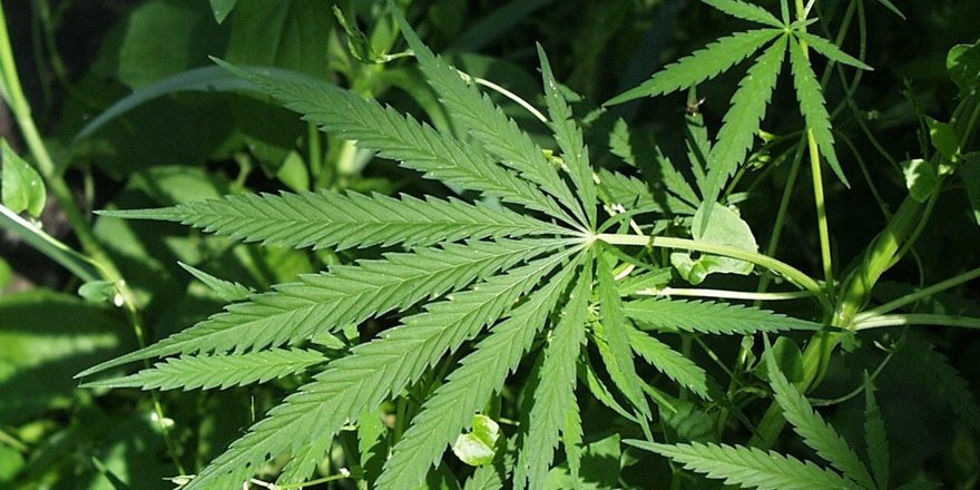 Şanlıurfa'da narkotik operasyonu: 105 kilo 500 gram esrar yakalandı