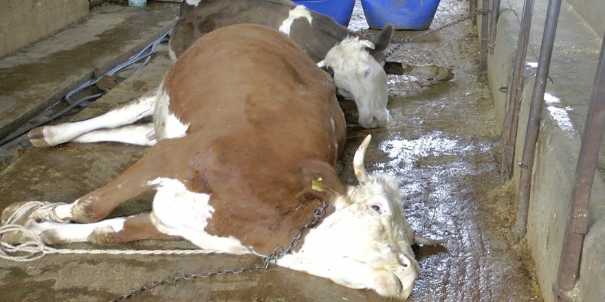 İneklere elektrik çarptı