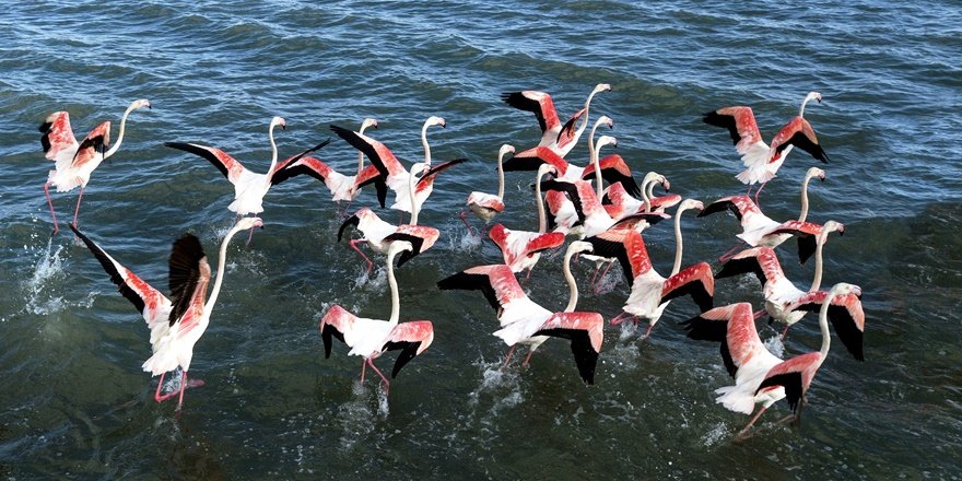 Van Gölü’nde flamingoların dansı