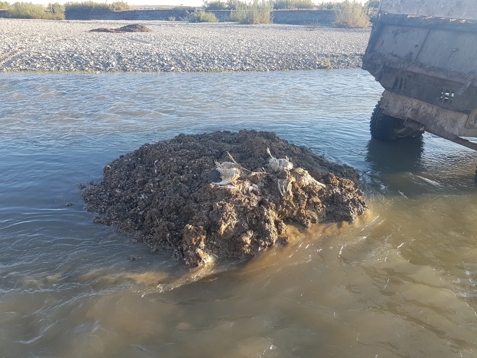 Dicle Nehrine hayvan ölüsü atan kişi suçüstü yakalandı