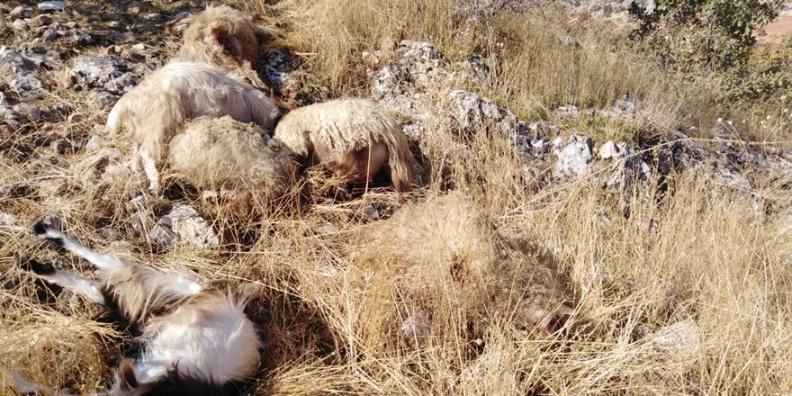 Gaziantep'te sürüye kurt daldı: 31  küçükbaş hayvan telef oldu