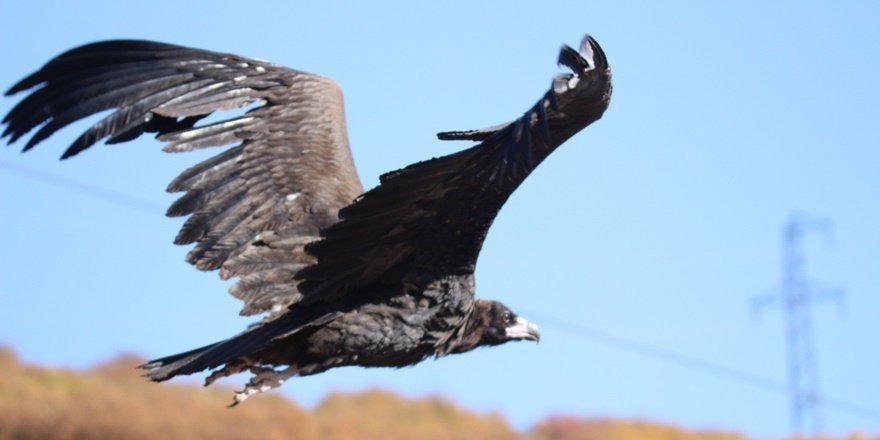 Dersim’de akbaba yakından görüntülendi