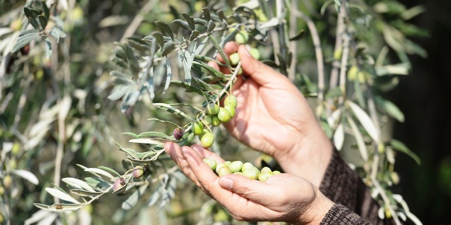 Derik zeytini ödüllü yağa dönüşüyor