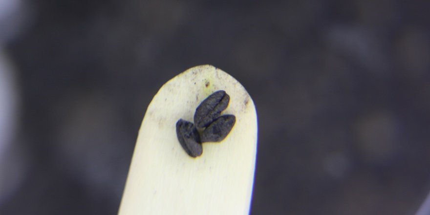 Murat Höyük'teki kazıda 4 bin 500 yıllık buğday taneleri bulundu