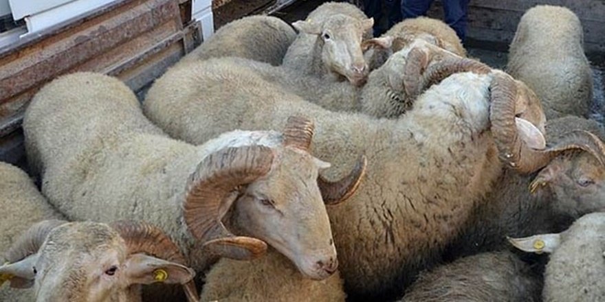 Siirt’te koyun hırsızları gözaltında