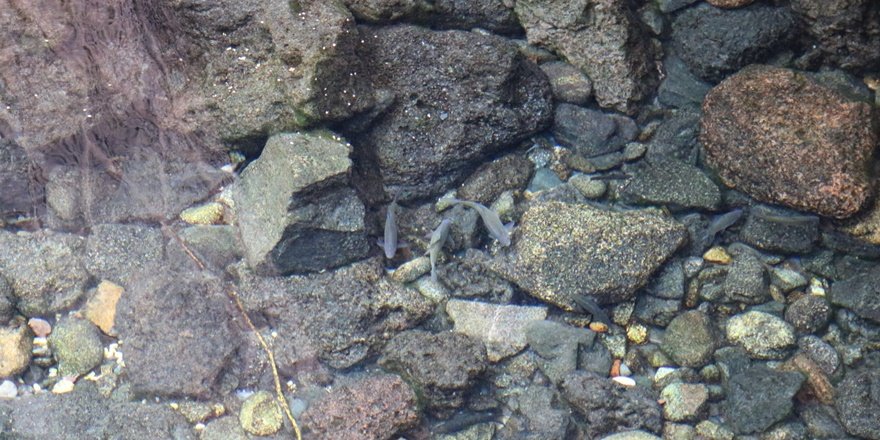 VİDEO - Diyarbakır’ın tarihi Anzele suyunda balıklar yüzüyor