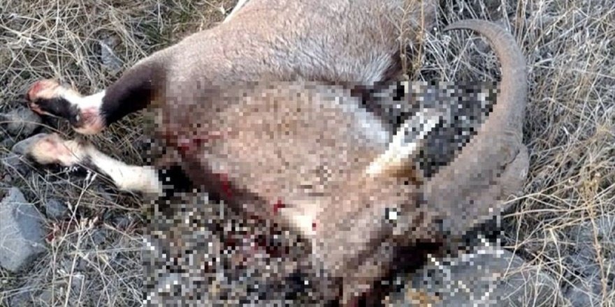 Tunceli Pülümür'de koruma altındaki yaban keçisini avlayanlar aranıyor