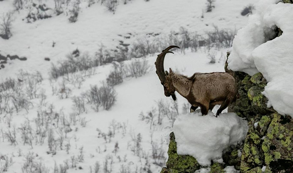 Dersim’de dağ keçilerini vuran baba-oğul yakalandı