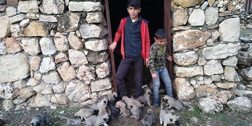 Diyarbakırlı Lise öğrencisinden sokakta kalan köpek yavruları için destek talebi