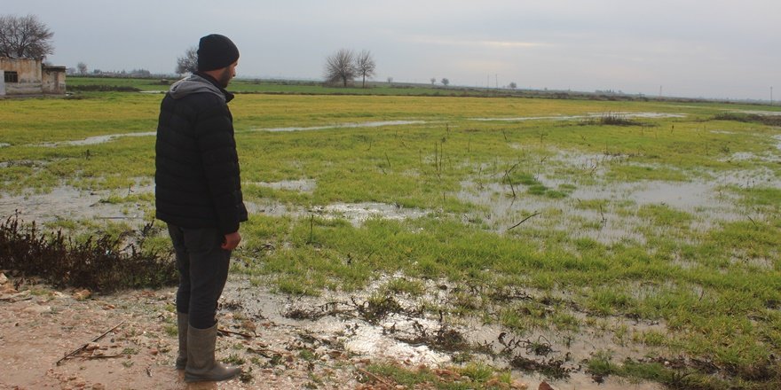 Şanlıurfa'da sağanak: Ekili araziler sular altında