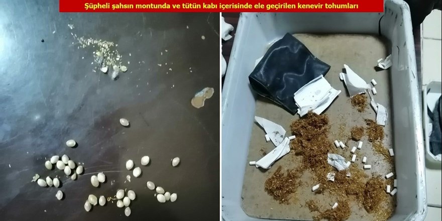 VİDEO -Cezaevine girerken aranan tutuklunun üzerinde Hint keneviri tohumu çıktı
