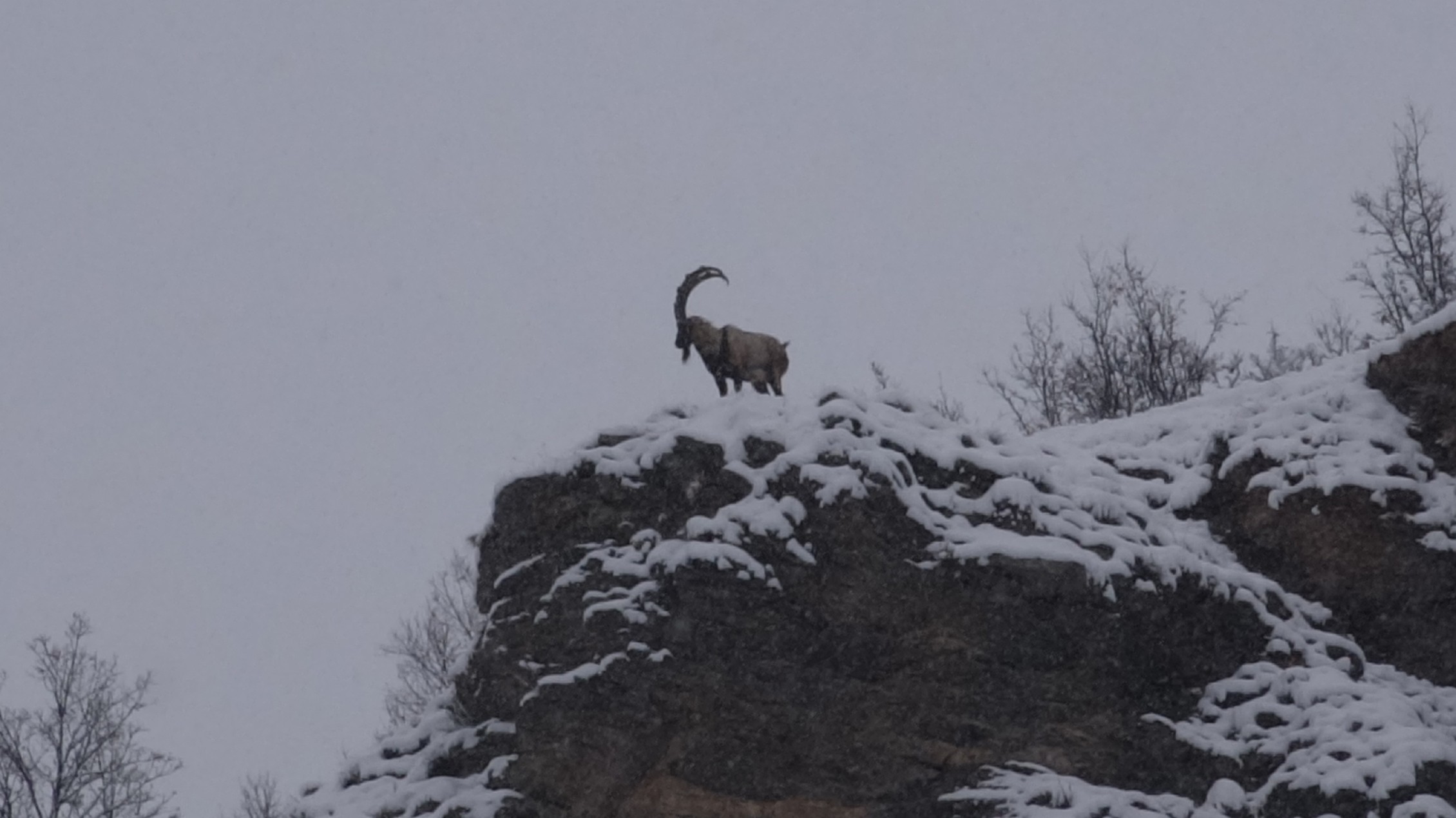 Tunceli’de dağ keçileri yiyecek ararken görüntülendi