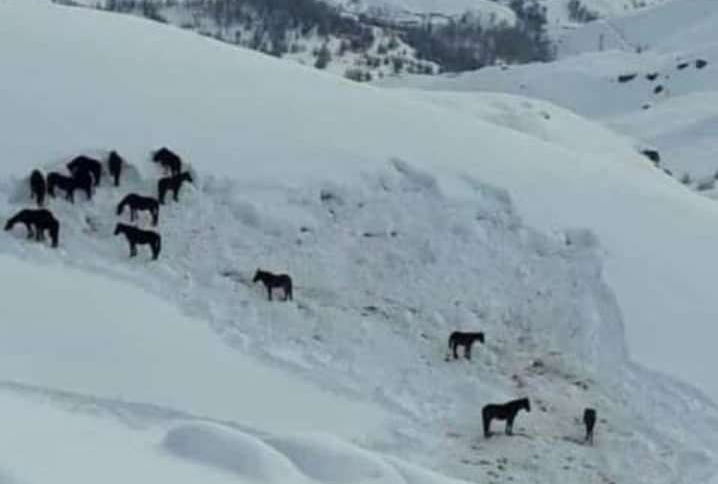 Hakkari Valiliği sahipsiz atlara sahip çıktı