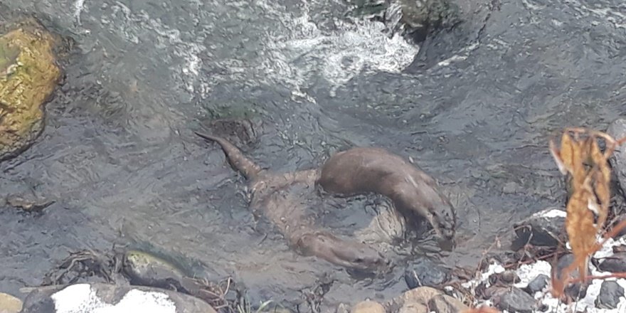 Tunceli’de su samurları balık avında