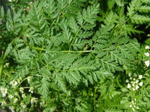 Aman bu bitkiye dikkat