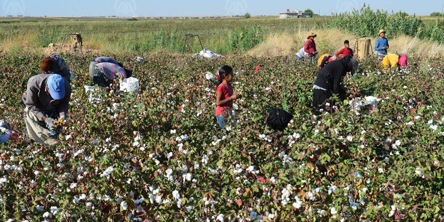GAP pamuk üretimini arttırdı