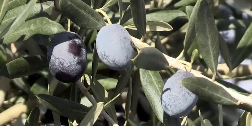 Farklı zeytin ağaçlarının bir arada olması verimi artırıyor