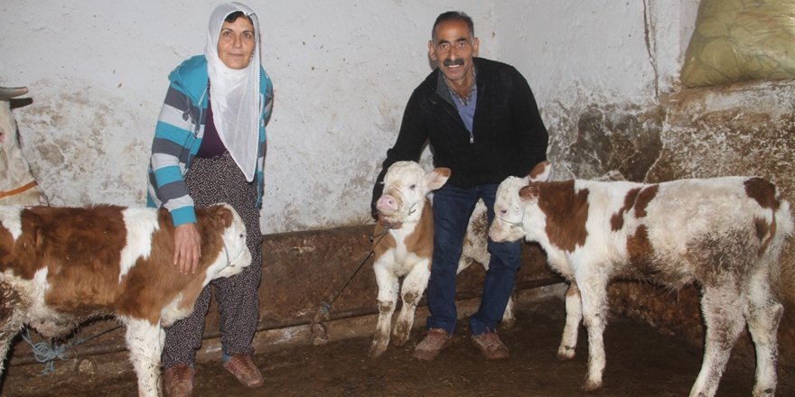 Tunceli'de "üçüz buzağı" sevinci