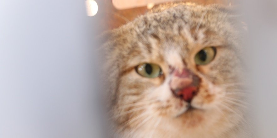 Siirt'te tuzağa düşen yaban kedisi doğaya salındı