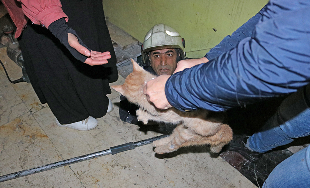 VİDEO - Diyarbakır’da felçli kediyi itfaiye ekipleri kurtardı