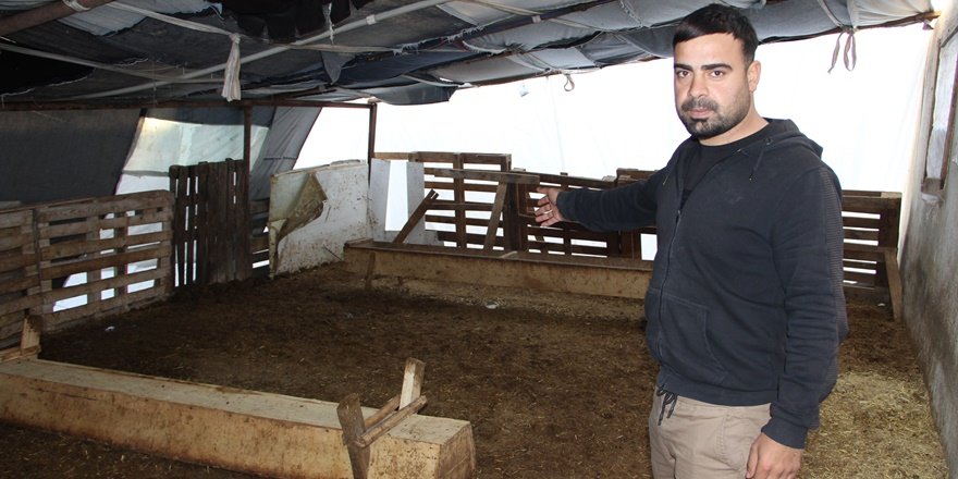 Diyarbakır’da koyun hırsızlığı