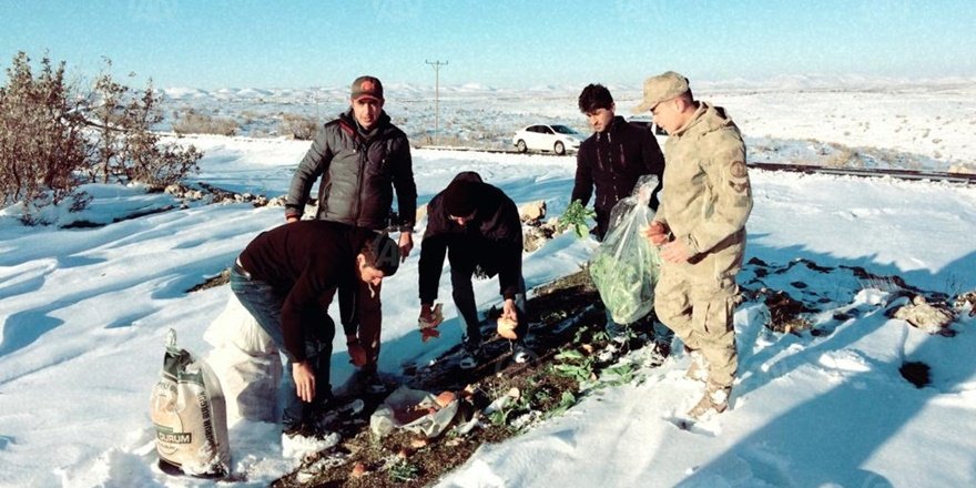  Mardin'de avcılar yaban hayvanlarını yemledi