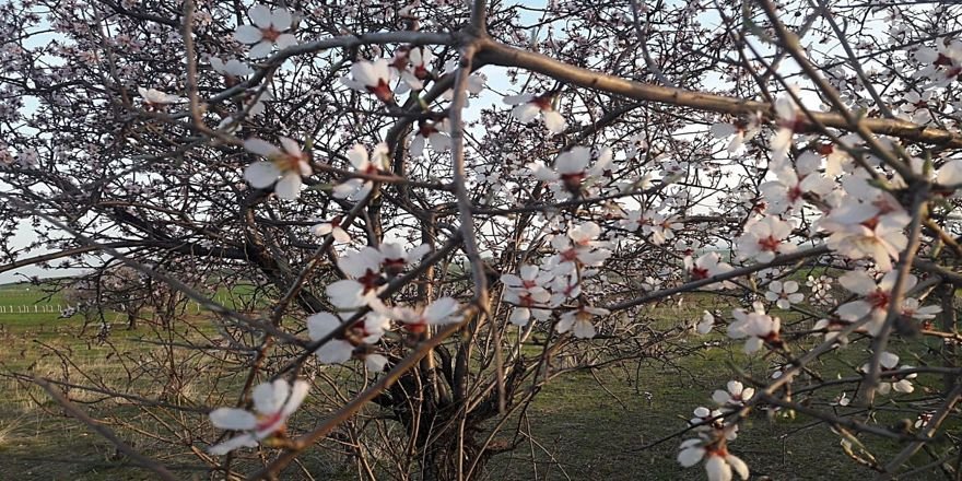 Silvan'da badem çiçekleri