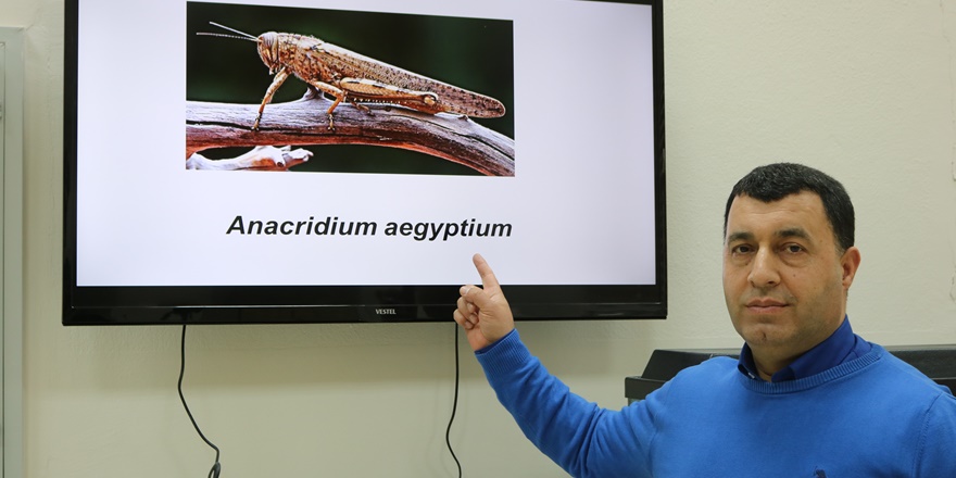 Çöl çekirgeleri istilasına karşı dikkat