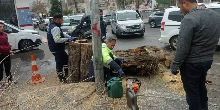 Diyarbakır’da 40 yıllık ağaç kesildi, esnaf ve barodan tepki