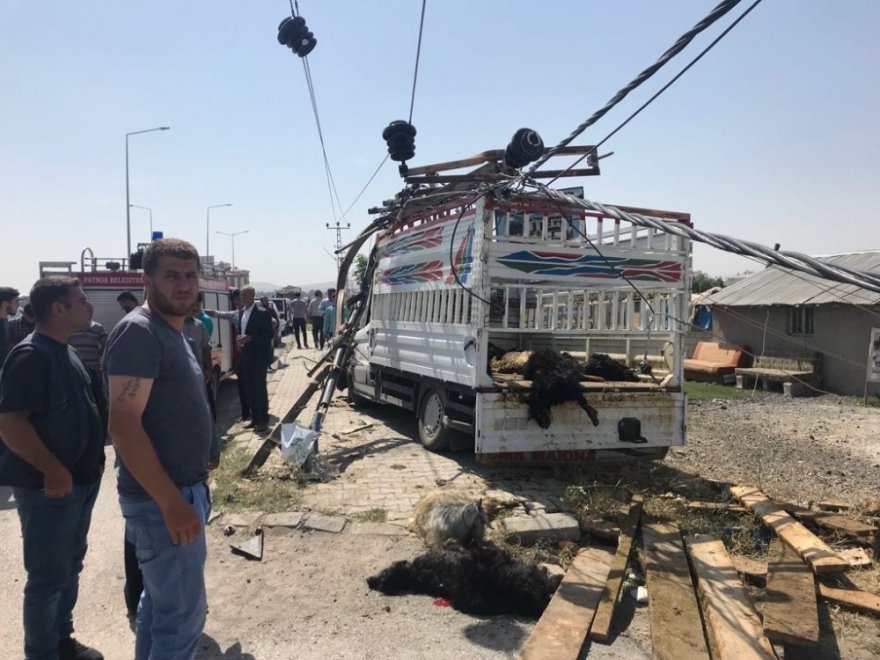 Ağrı’da Trafik Kazası: 20 Hayvan Telef Oldu