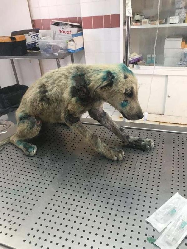 İnsanlığın İki Yüzü: Çocuklar Kurtardı; Diğeri İşkence Etti