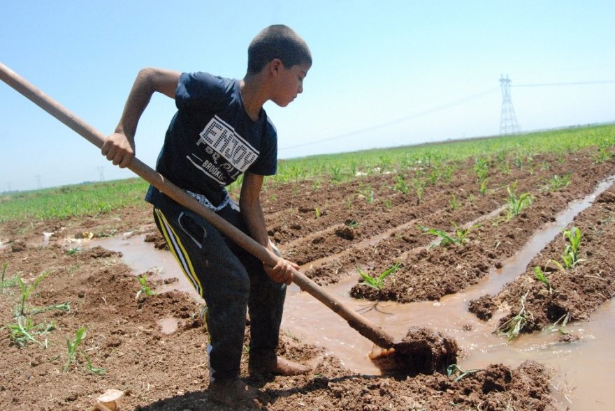 Boyundan Büyük Küreği İle Tarlayı Suluyor