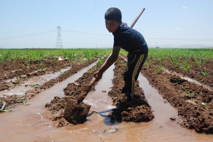 Boyundan Büyük Küreği İle Tarlayı Suluyor