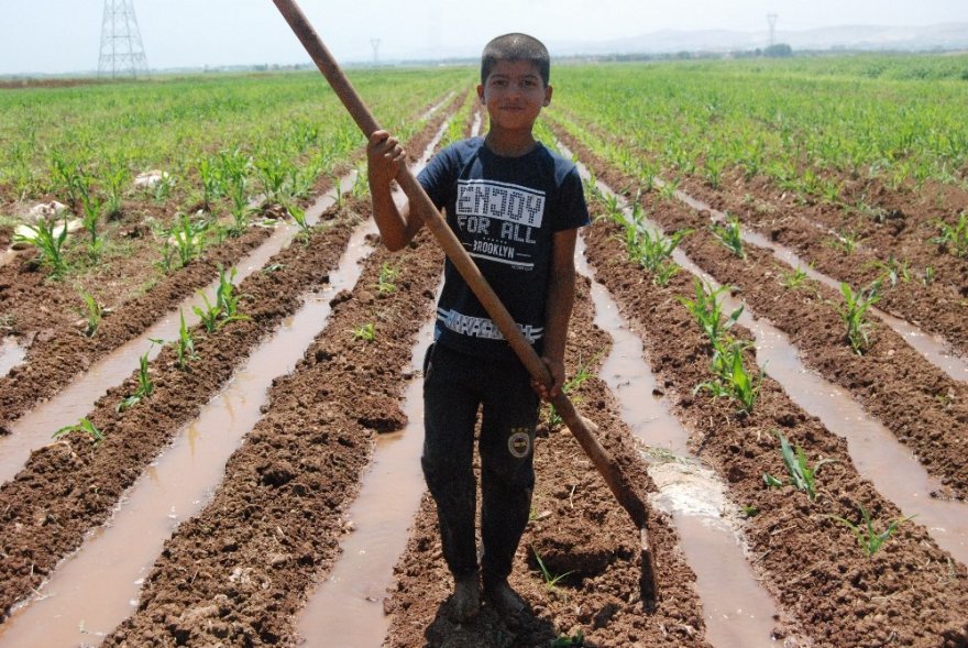 Boyundan Büyük Küreği İle Tarlayı Suluyor