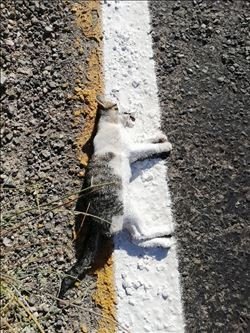 Yol Çizgi Çalışması Yapan Ekipler Ölü Kediyi De Çizdi