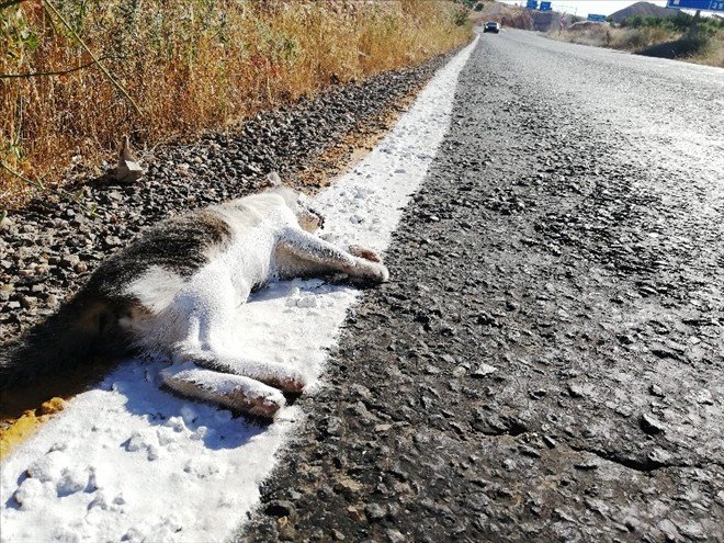 Yol Çizgi Çalışması Yapan Ekipler Ölü Kediyi De Çizdi