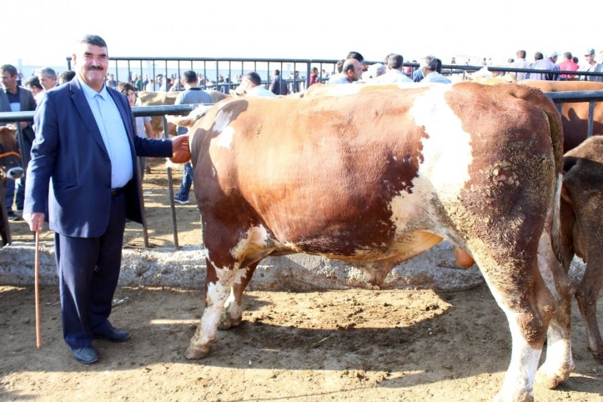 1 tonluk kurbanlık alıcısını bekliyor