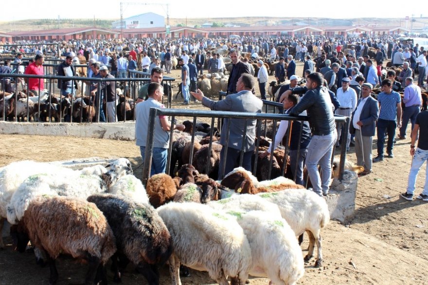 1 tonluk kurbanlık alıcısını bekliyor