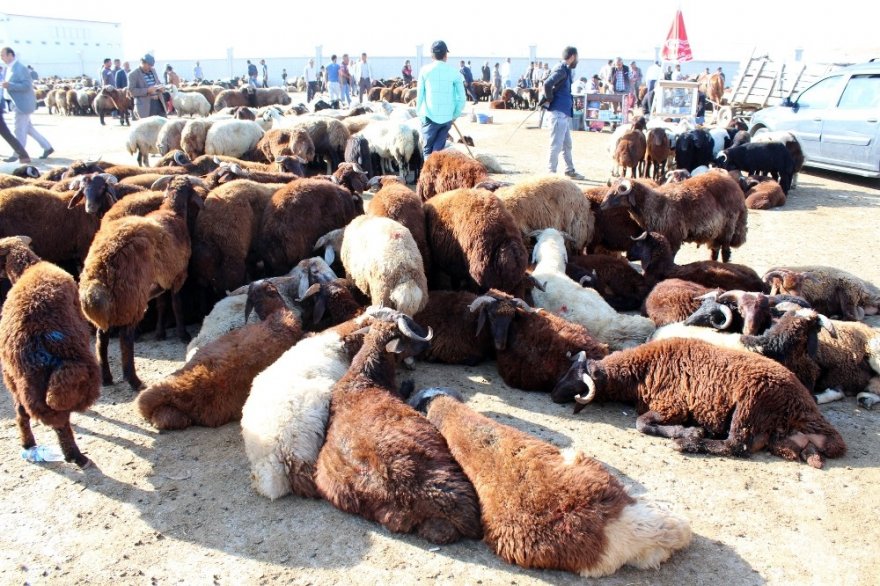 1 tonluk kurbanlık alıcısını bekliyor