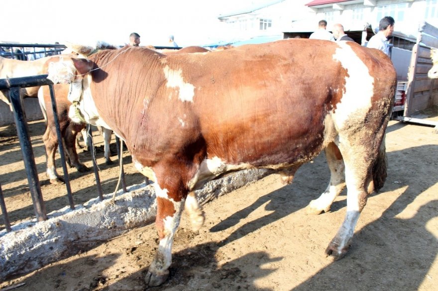 1 tonluk kurbanlık alıcısını bekliyor